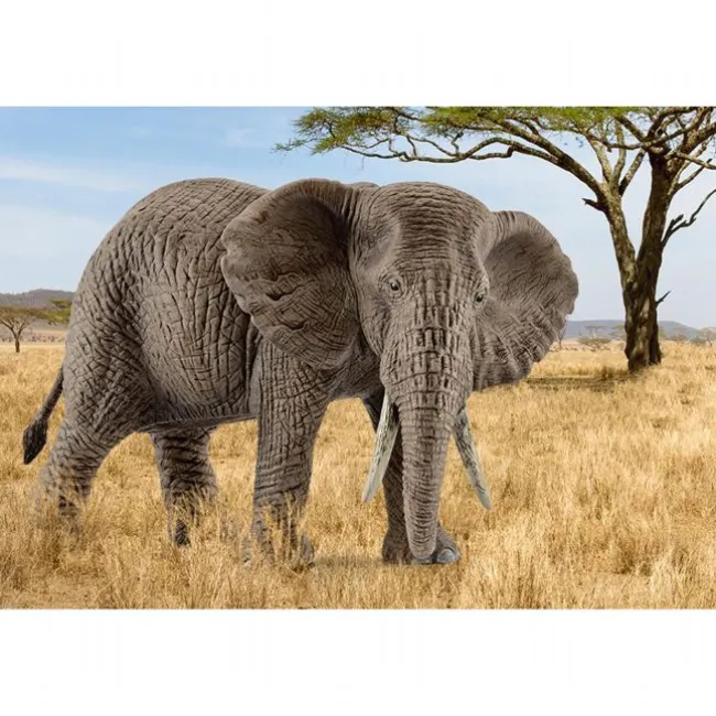Afrikansk Elefant hun