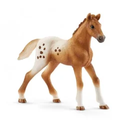 Appaloosa heste træning