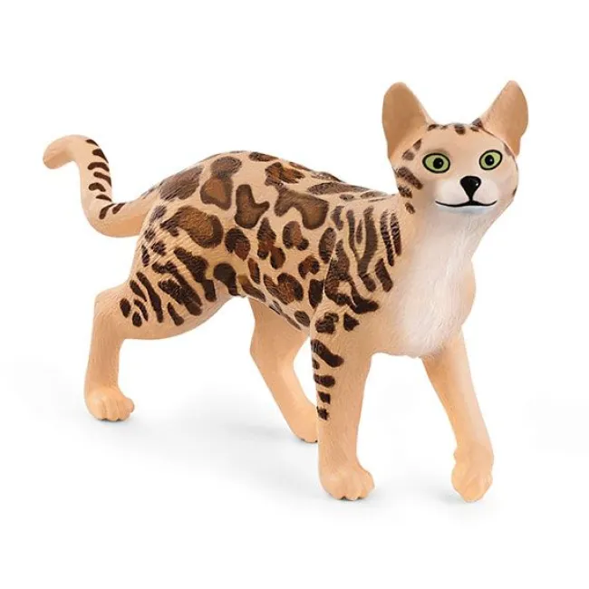 Bengalsk Kat