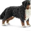Berner Sennenhund, hun