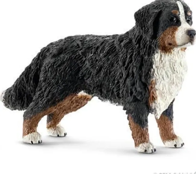 Berner Sennenhund, hun