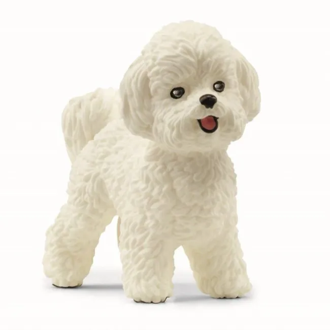 Bichon Frisé