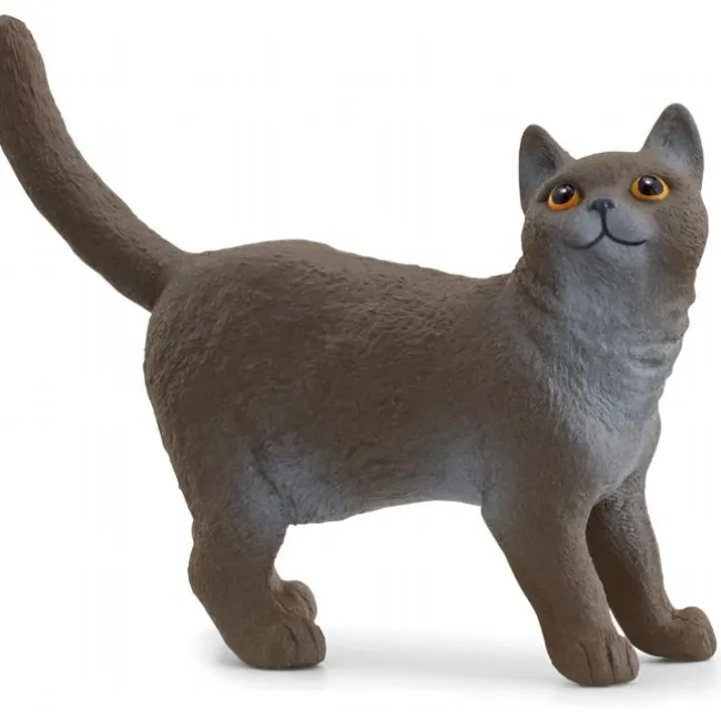 British Shorthair kat