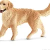 Golden retriever, hun