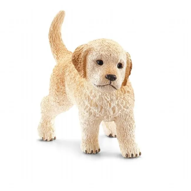 Golden retriever, hvalp