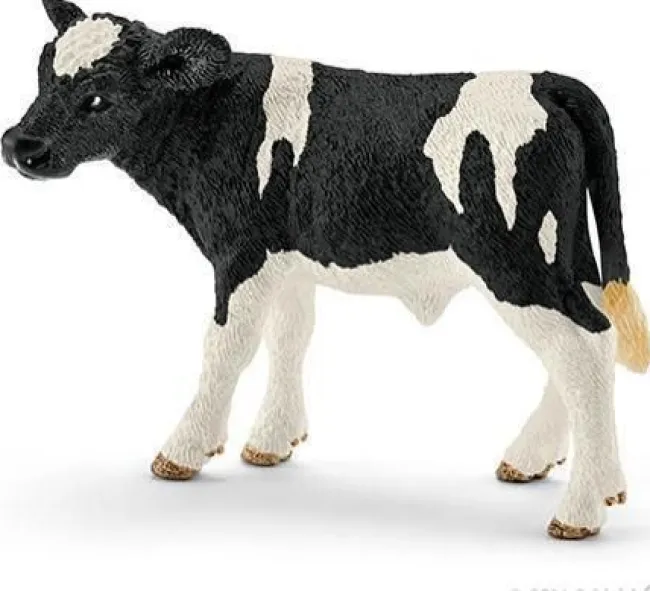 Holstein-kalv