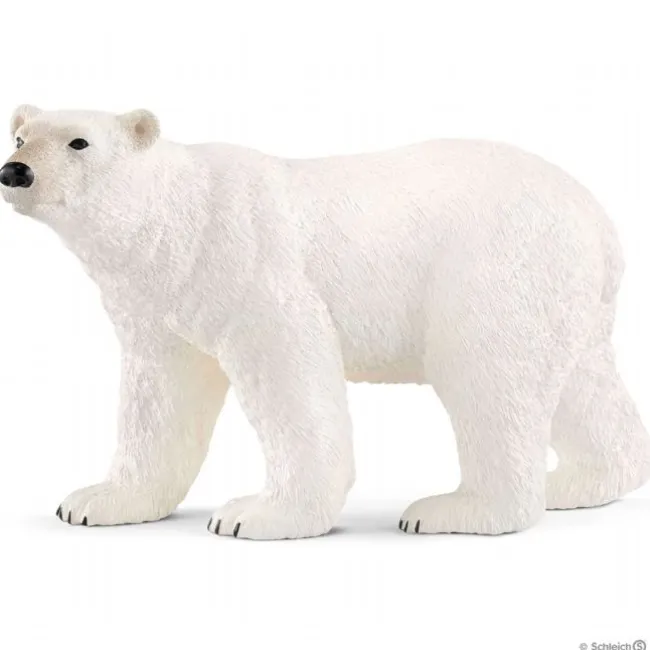 Isbjørn
