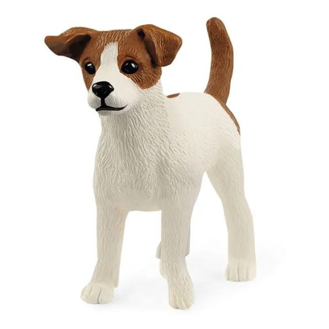 Jack Russell-Terrier