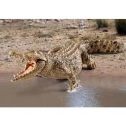 Krokodille
