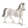 Lipizzaner, hengst