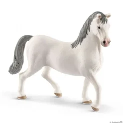 Lipizzaner, hengst