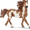 Pinto-hingst