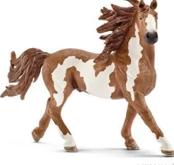 Pinto-hingst