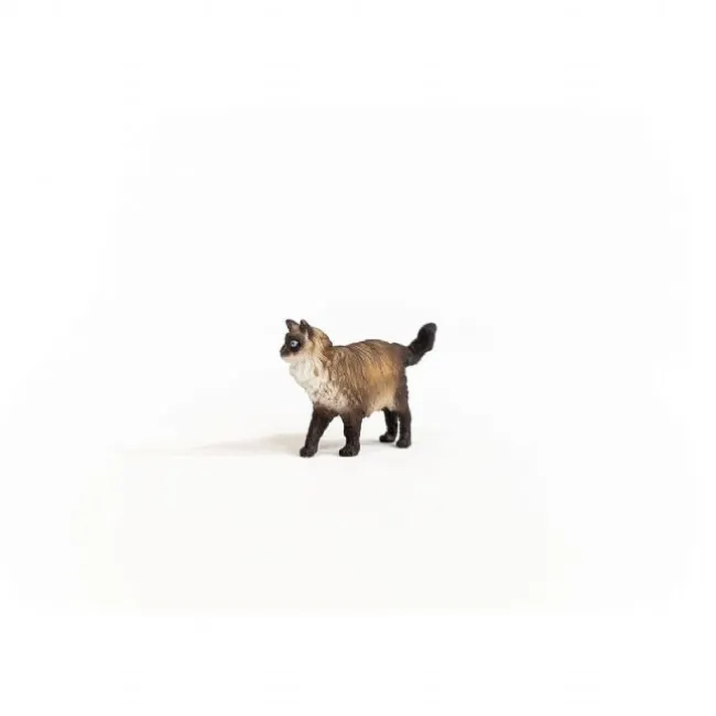 Ragdoll Kat