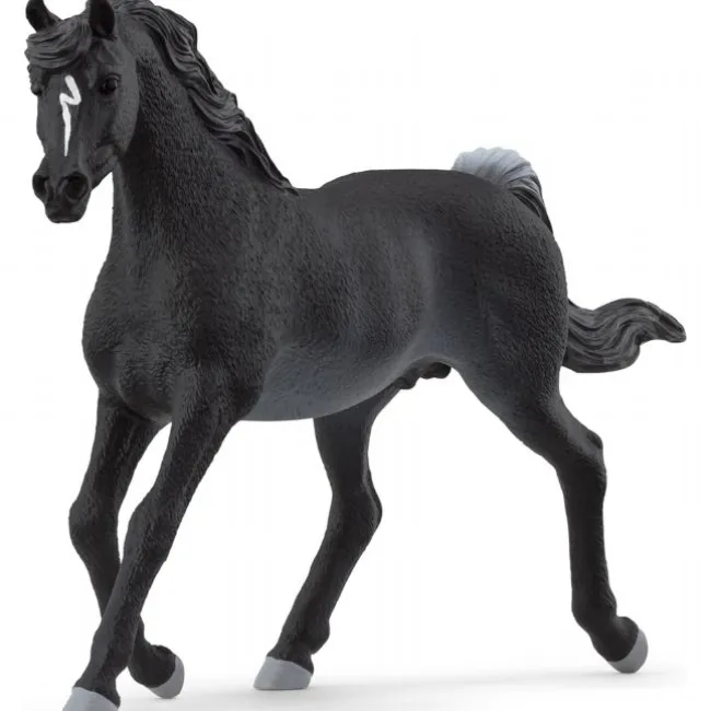 Sorte araberhingst