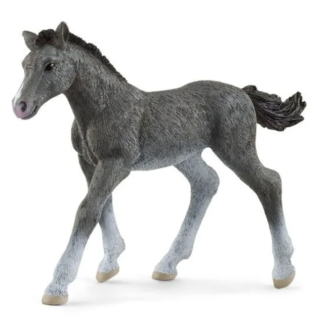Trakehner Føl
