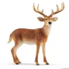 Whitetail-hjort
